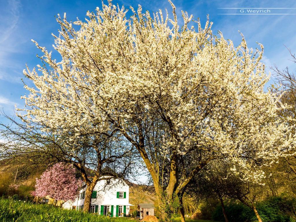 Zimmer Am Markt Traben-Trarbach Exteriör bild